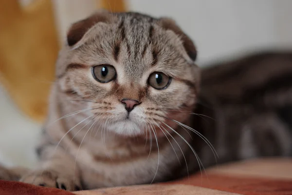 스코틀랜드의 우리 고양이 — 스톡 사진