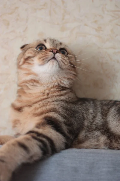 İskoç kedi yavrusu