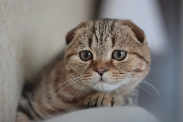 İskoç kedi yavrusu