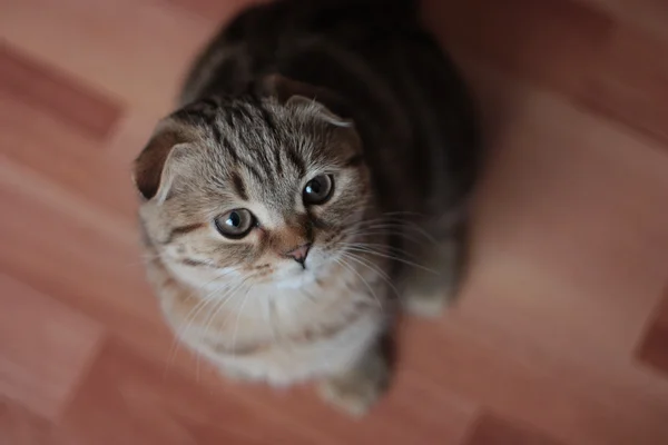 İskoç kedi yavrusu