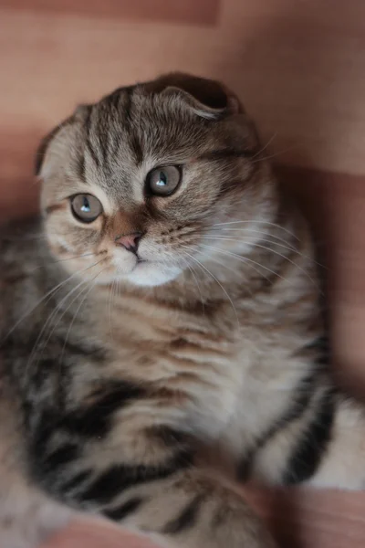 Escocês dobra gatinho — Fotografia de Stock