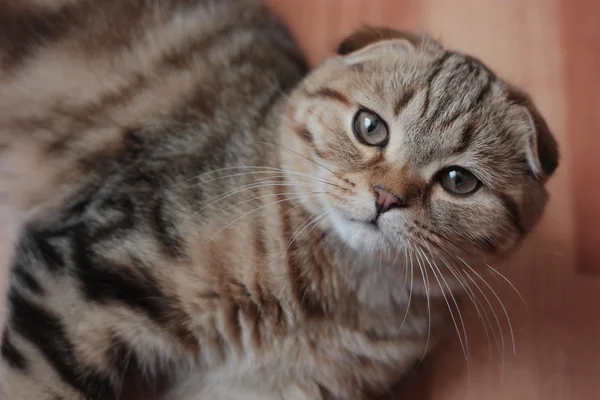 İskoç kedi yavrusu