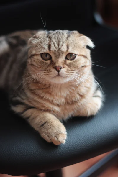 Escocês dobra gatinho — Fotografia de Stock