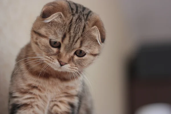 İskoç kedi yavrusu