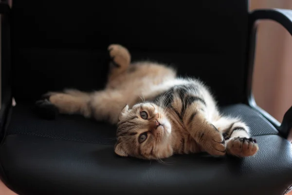 İskoç kedi yavrusu