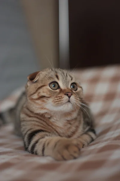 İskoç kedi yavrusu