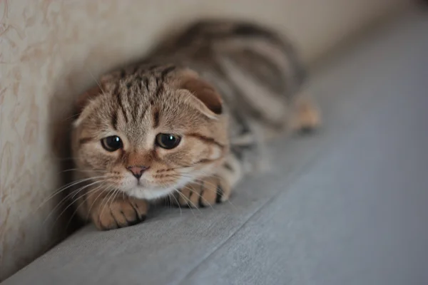 İskoç kedi yavrusu