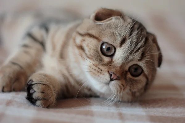 Escocês dobra gatinho — Fotografia de Stock