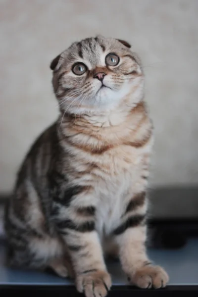 Escocês dobra gatinho — Fotografia de Stock