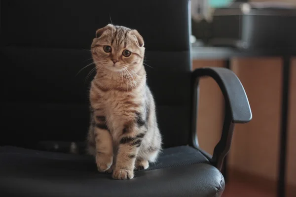 İskoç kedi yavrusu