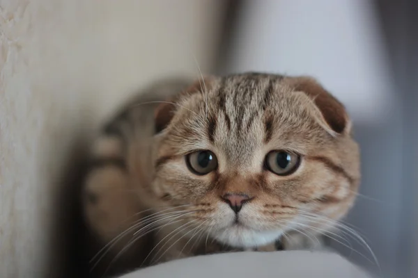 스코틀랜드의 우리 고양이 — 스톡 사진