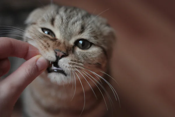 İskoç kedi yavrusu