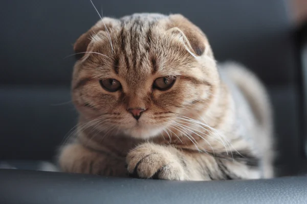 İskoç Fold yavru kedi yalan — Stok fotoğraf