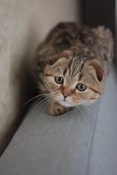 İskoç kedi yavrusu