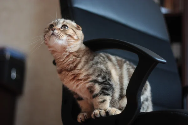 İskoç kedi yavrusu