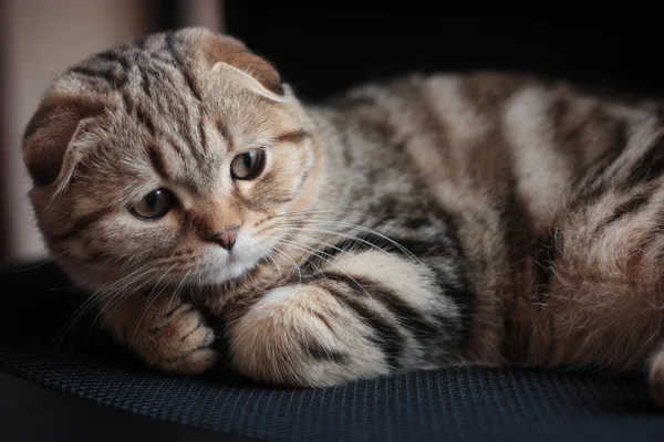 Scottish Fold kitten lies — Stock Photo, Image