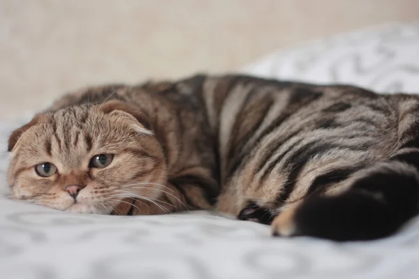 Anak kucing pembohong yang menyedihkan — Stok Foto