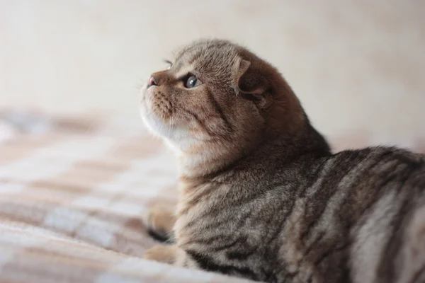 İskoç Fold yavru kedi kadar arıyorum