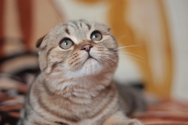 Kadar yavru kedi arıyorum