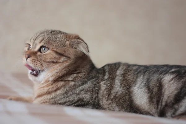 Gato está mostrando a língua — Fotografia de Stock