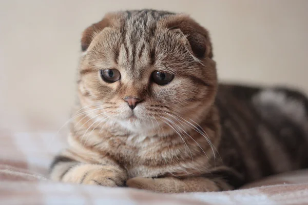 Escocês dobra gatinho — Fotografia de Stock