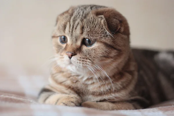 Skotska veck kattunge — Stockfoto