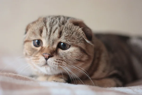 Cute Scottish Fold kitten — Stock Photo, Image