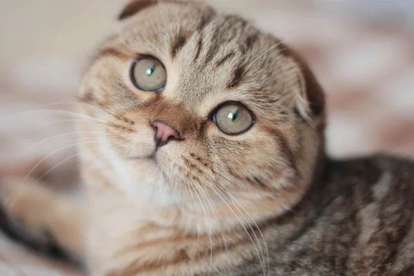 Mirando al gato — Foto de Stock