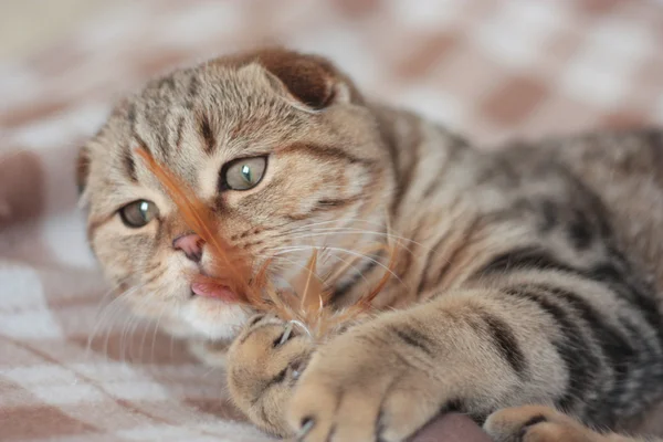 Jugando al gatito — Foto de Stock