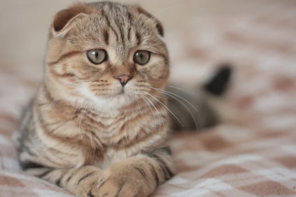 Şirin yalancı yavru kedi