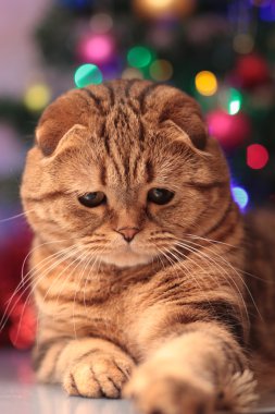 Şirin yılbaşı kedi oynuyor