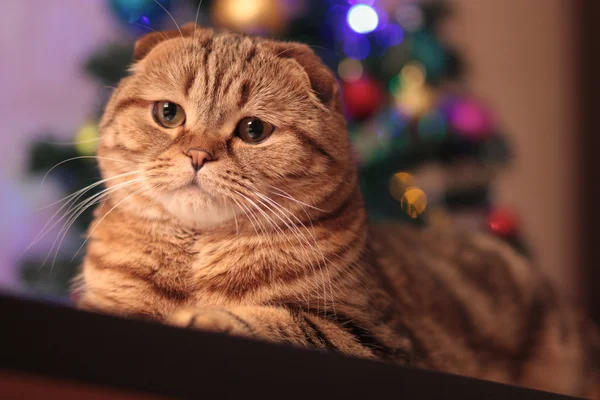 Ładny nowy rok kota — Zdjęcie stockowe