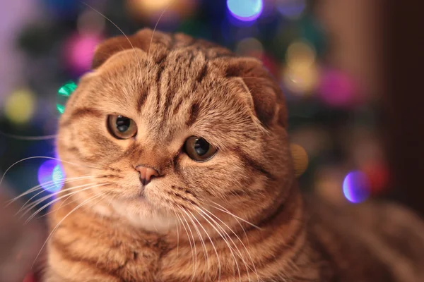 Şirin yılbaşı kedi