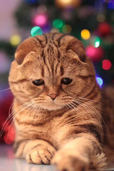 Şirin yılbaşı kedi oynuyor