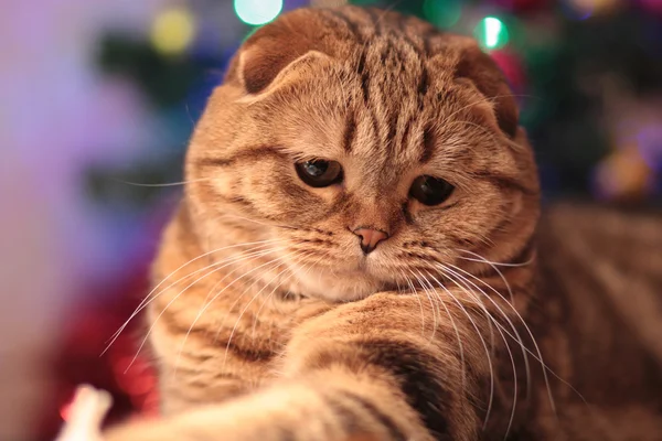 Şirin yılbaşı kedi