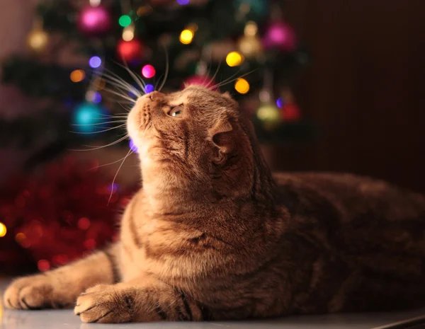 Hezký nový rok kočka — Stock fotografie