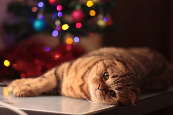 Şirin dinlenme Noel kedi