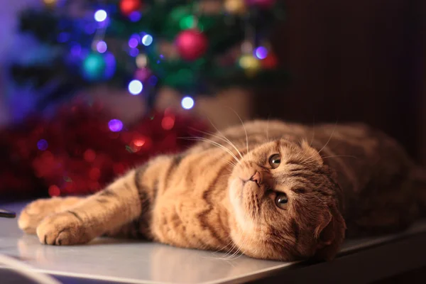 Şirin dinlenme Noel kedi