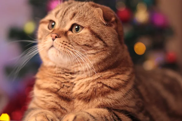 Şirin yılbaşı kedi