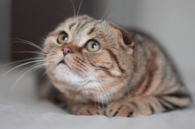 Avcılık curiousscottish kat kedi