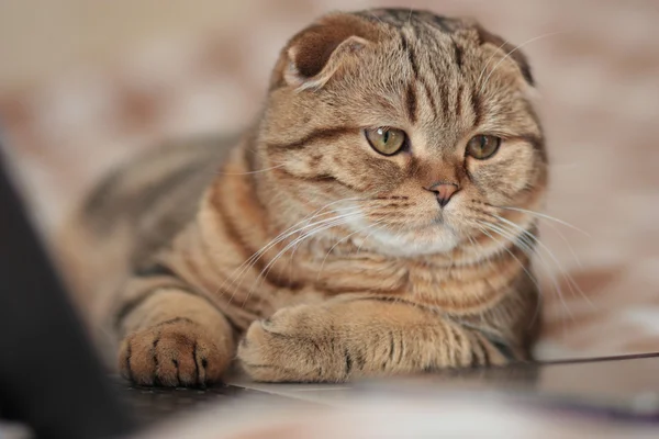 İskoç Fold iş kedi