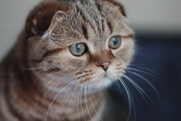 Pencere kedi arıyorum