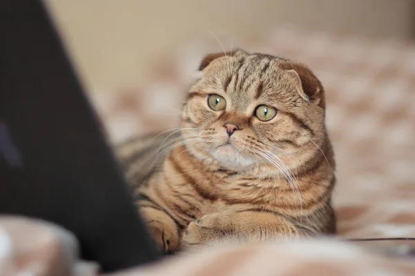 İş İskoç Fold kedi