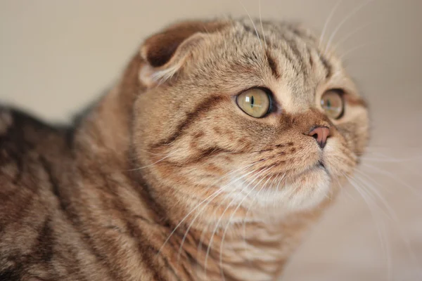 苏格兰折耳猫猫 — 图库照片