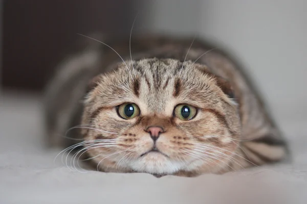 Polowanie na Scottish Fold kotów — Zdjęcie stockowe