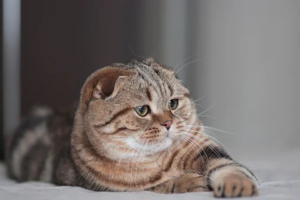 スコティッシュフォールド猫を再生 — ストック写真