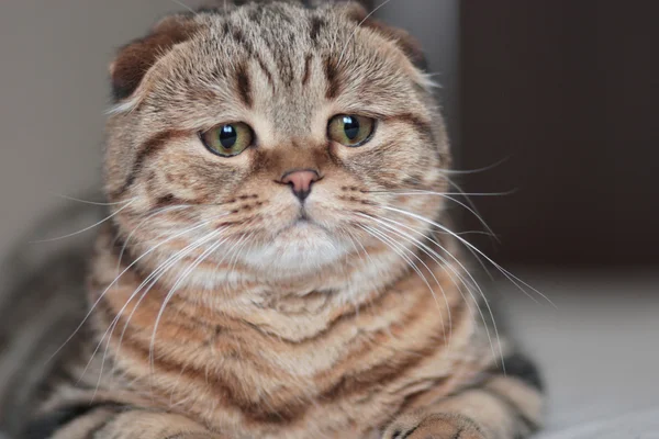 Traurige schottische Faltenkatze — Stockfoto