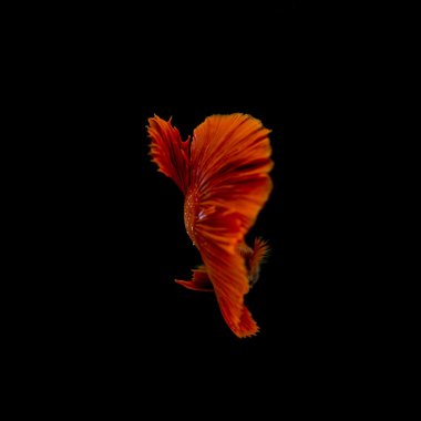 Siyam mücadele balık, Betta splendens kırmızı renk