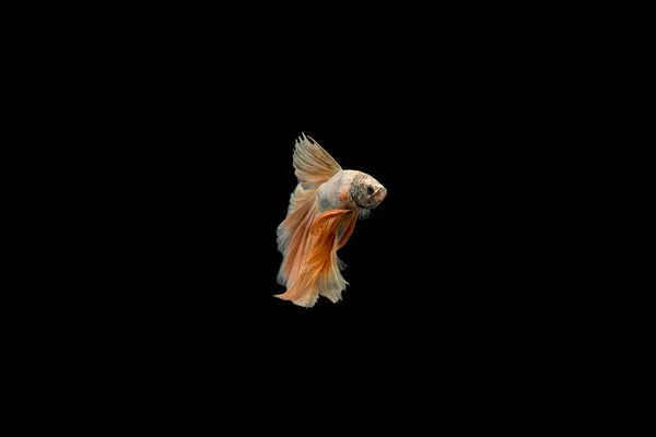 Сіамська бойова риба, Бетта красивий червоний колір — стокове фото
