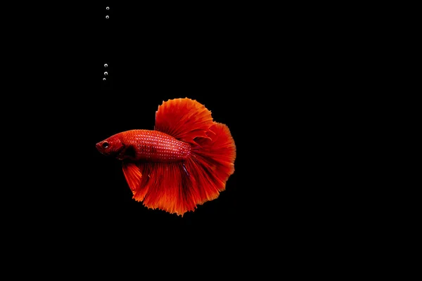 Bojovnice pestrá, Betta splendens červené barvy — Stock fotografie